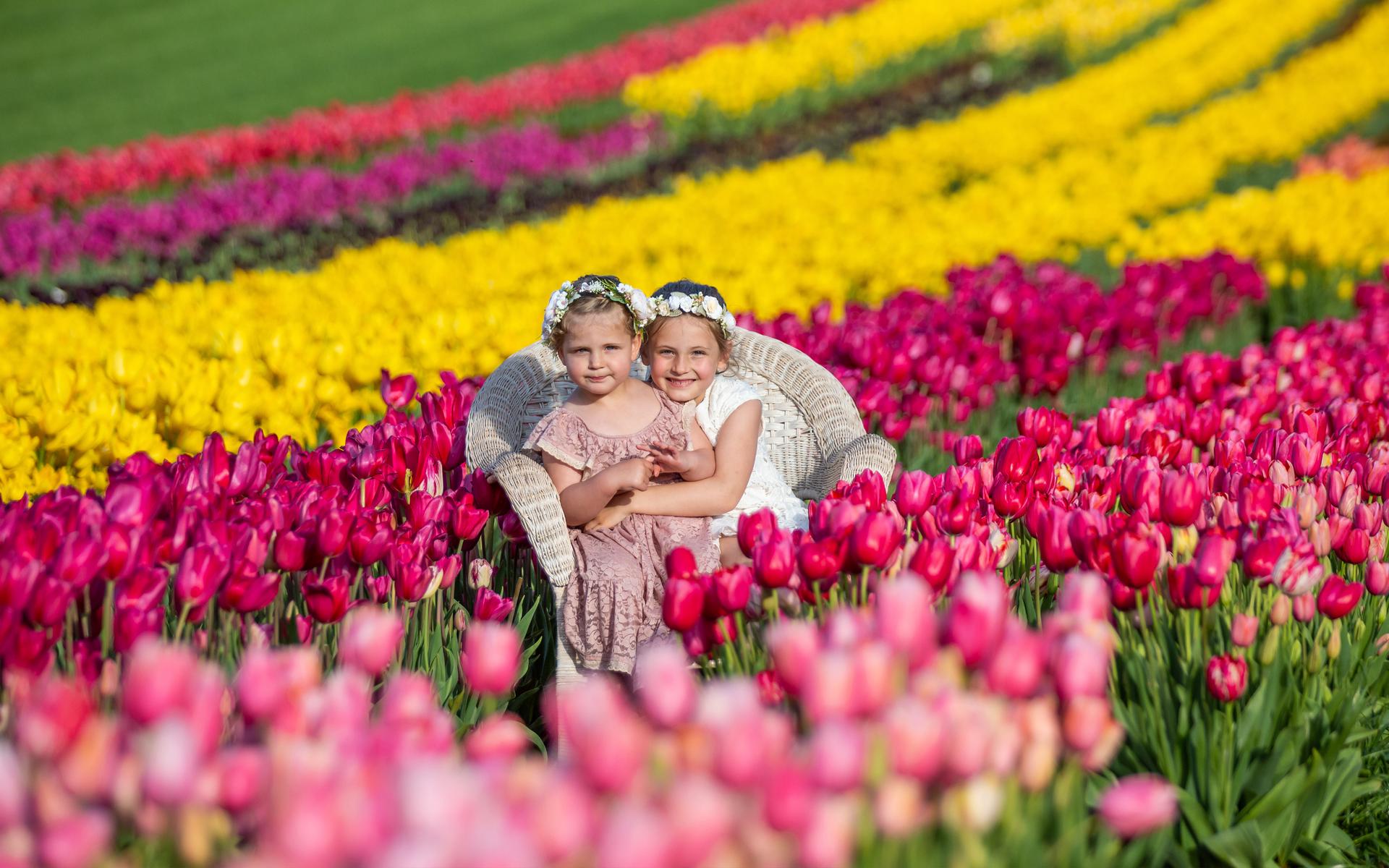 Dutch Tulip Festival — Other · Lisse